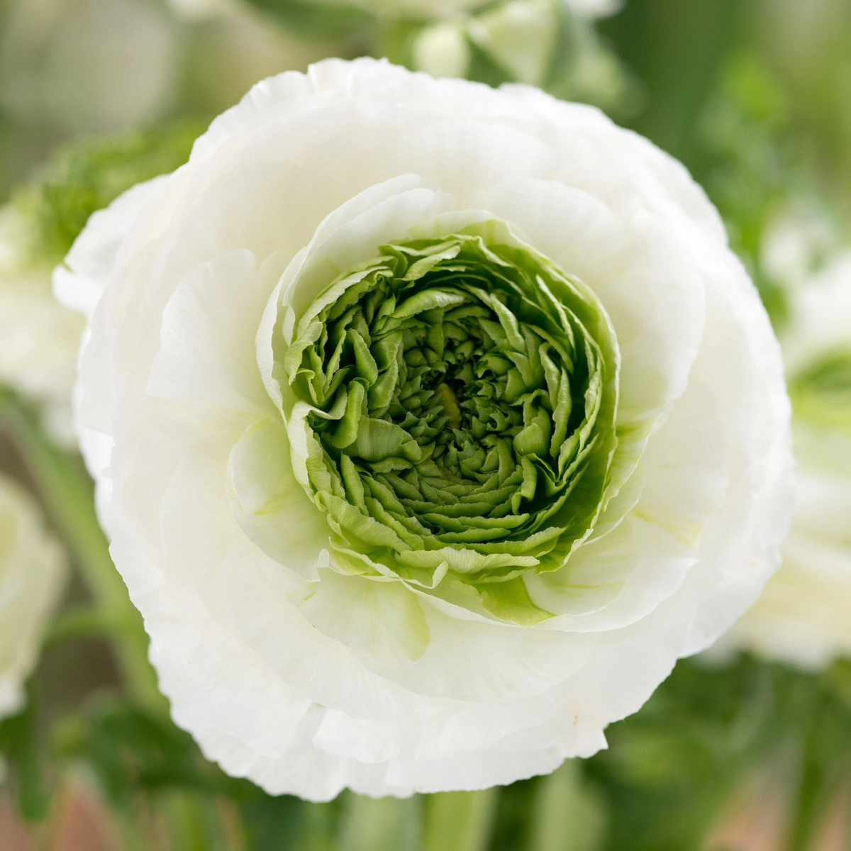 Ranunculus Elegance Bianco Festival Seeds for Planting Heirloom Non-GMO High Germination Organic Garden Seeds