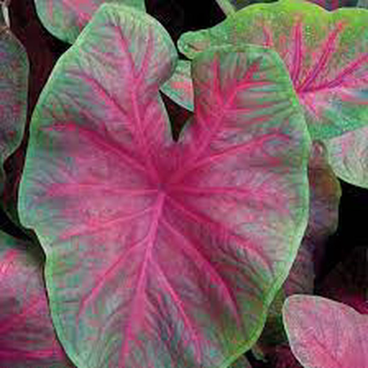 Red Brandywine Caladium Seeds for Planting Heirloom, Non-GMO, High Germination Leaf Plant Seeds for Bold Foliage
