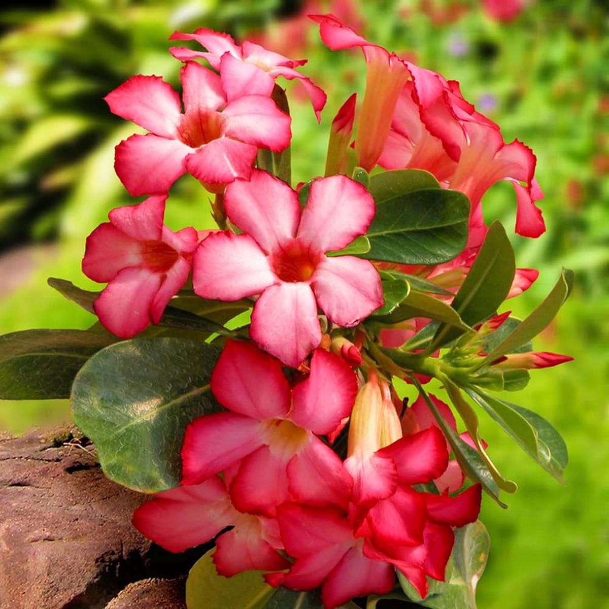 Red Pink Chorrusame Desert Rose Seed Adenium Flower  Heirloom, Non-GMO