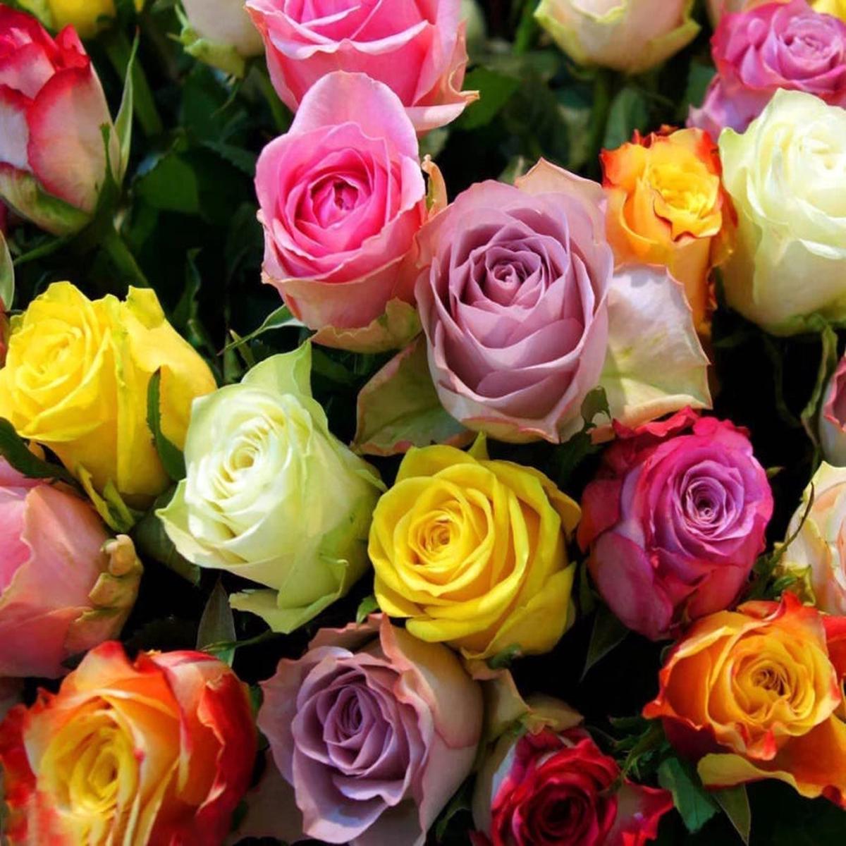 Rose Tree Flower Seeds for Planting  Non-GMO, Heirloom Garden Seeds for Vibrant Growth