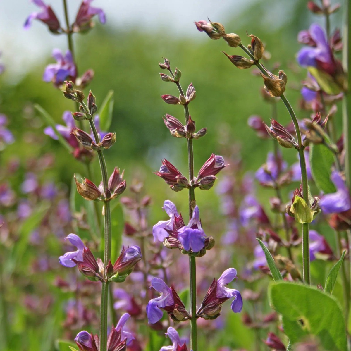 Sage Flower Seeds Heirloom Non-GMO Herb Seeds for Fragrant and Medicinal Garden Use