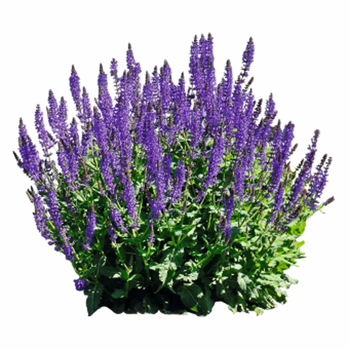Salvia Victoria Blue - 10 seeds