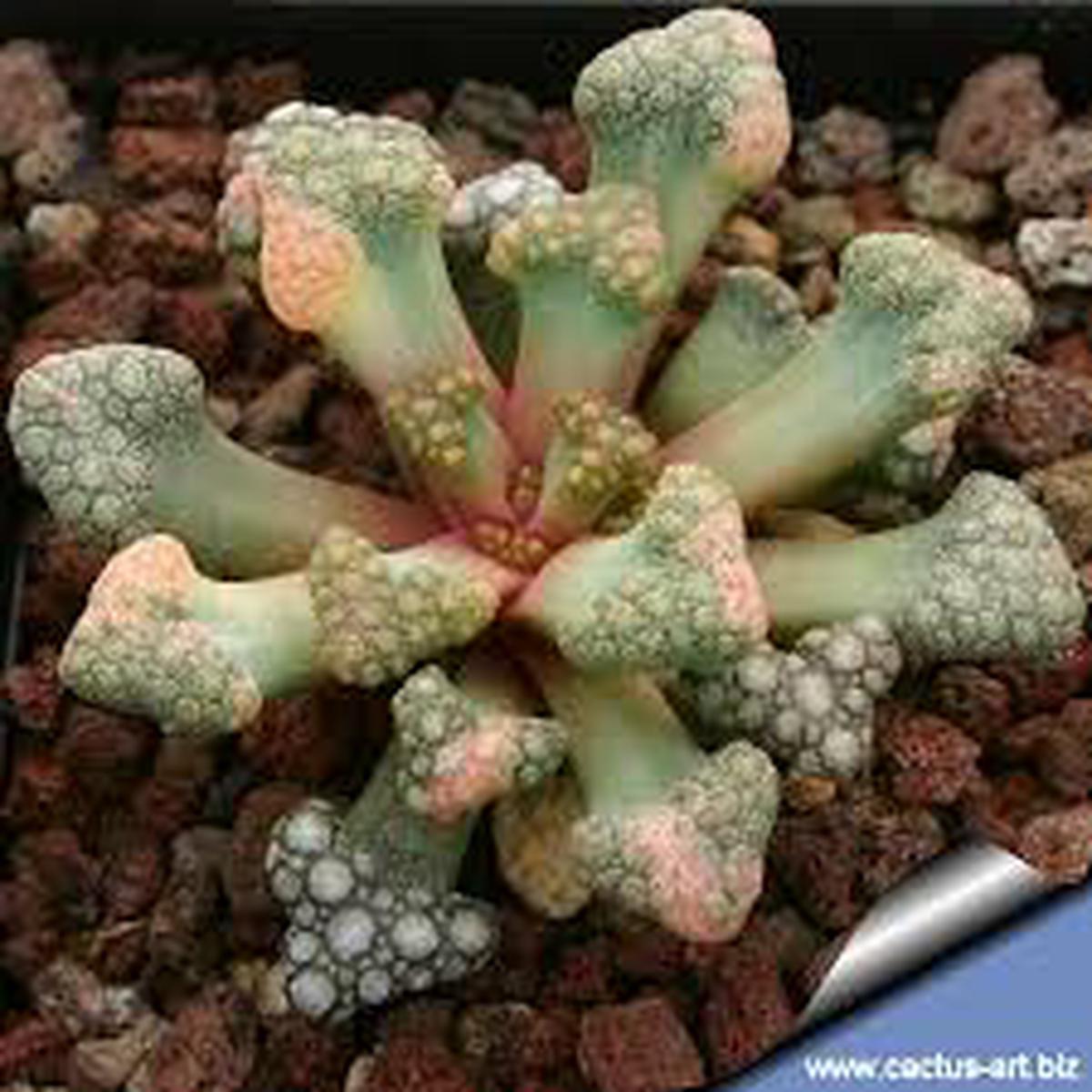 Sea Green Titanopsis Hugo-Schlechteri Flower Seeds for Planting  Heirloom, Non-GMO, Garden Favorite Organic Garden Seeds