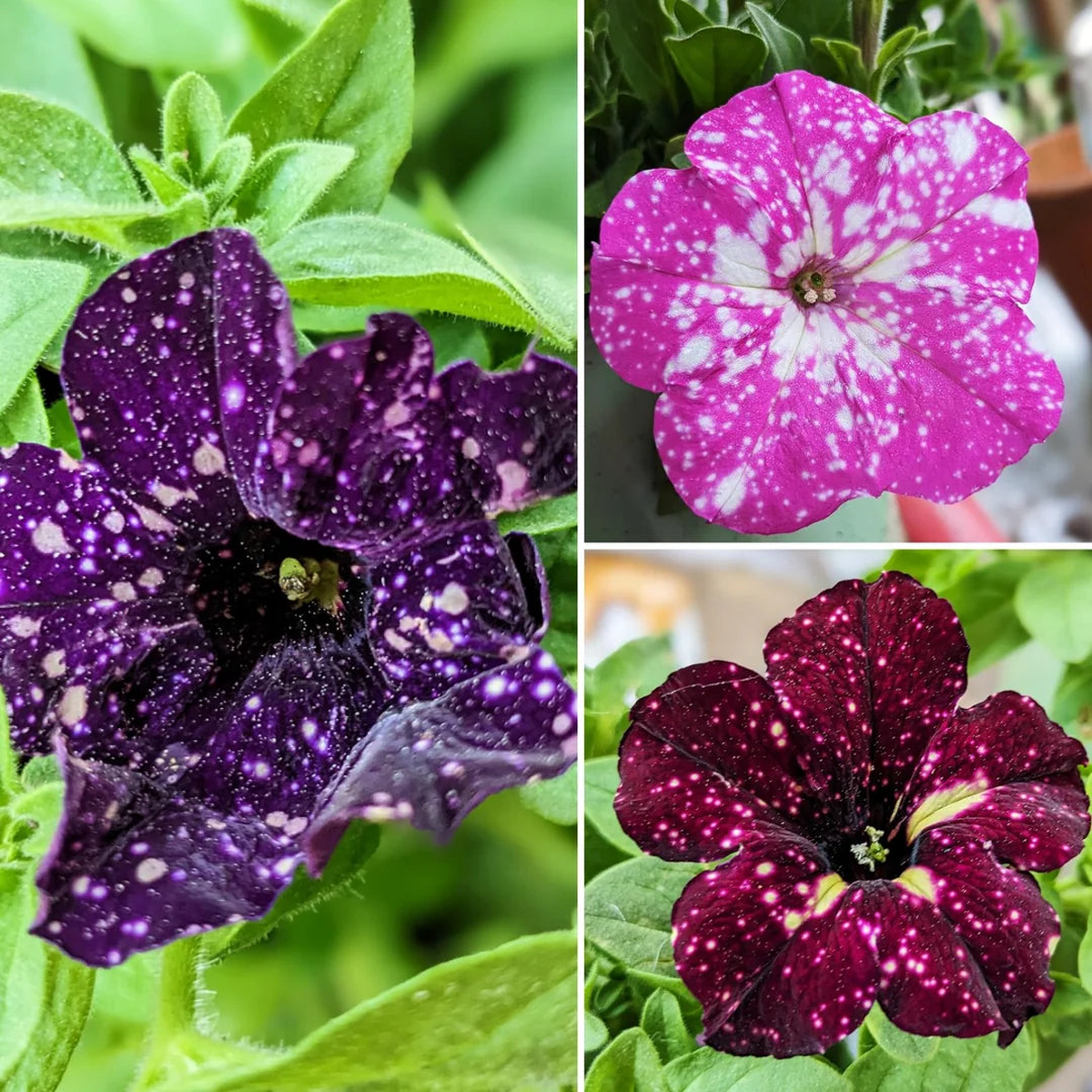 Starry Petunia Flower Seeds for Planting Heirloom, Non-GMO, Easy to Grow, Annual
