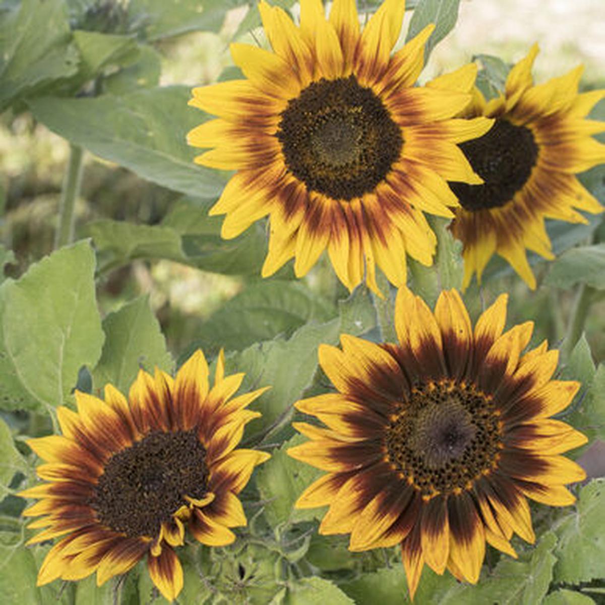 Sunflower Ring Of Fire Imported  Heirloom, Non-GMO, High Germination Organic Garden Seeds