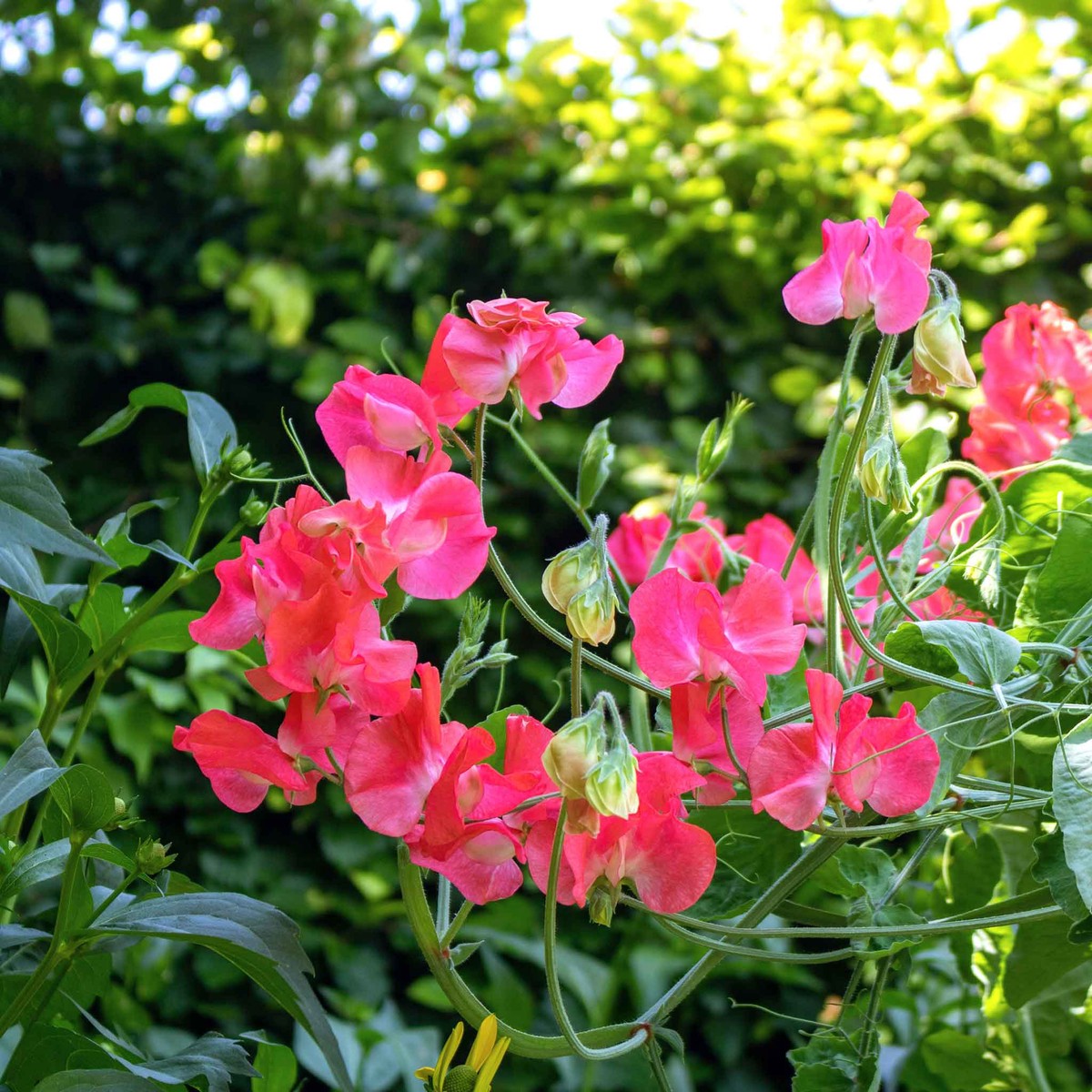 Sweet Pea Seeds - Edith Flanagan