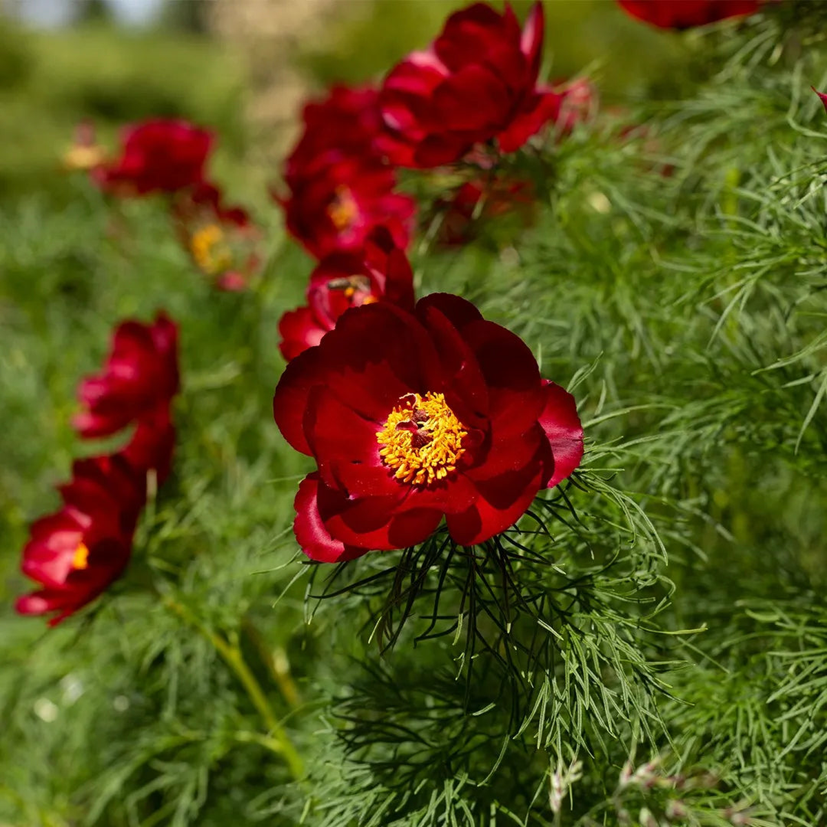 Tenuifolia Flower Seeds  Heirloom, Non-GMO, Seasonal Bloomer