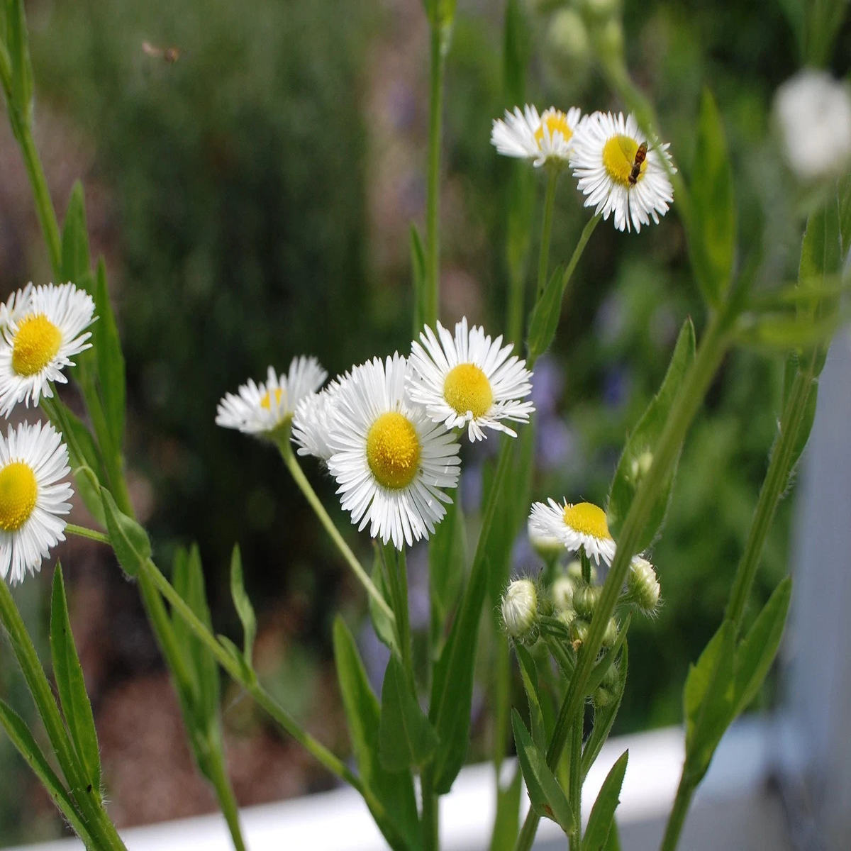 TSP ANNUAL FLEABANE DAISY SEEDS Erigeron annuus NATIVE US  Heirloom, Non-GMO, High Germination Organic Garden Seeds