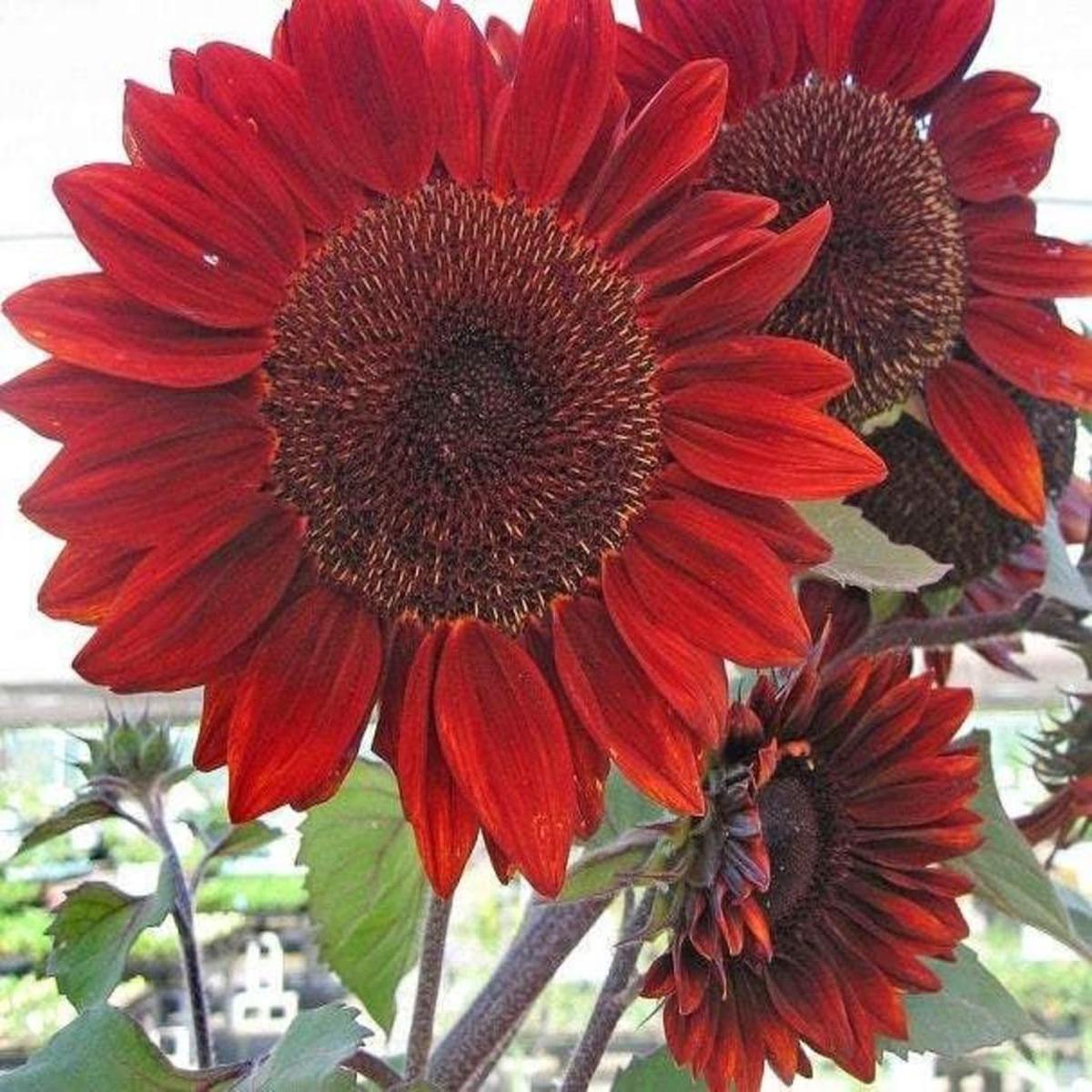 Velvet Queen Sunflower Helianthus annuus Seeds for Planting ornamental garden