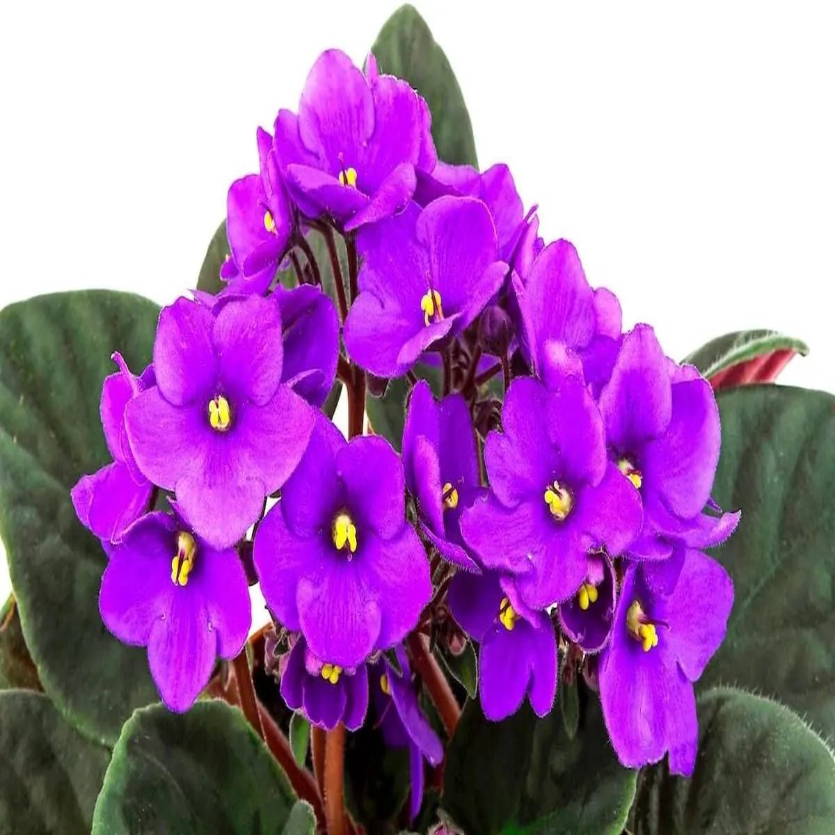 Violet African Flower Heirloom Non Gmo For Planting Indoor Blooming Plants Flower Seeds for Home