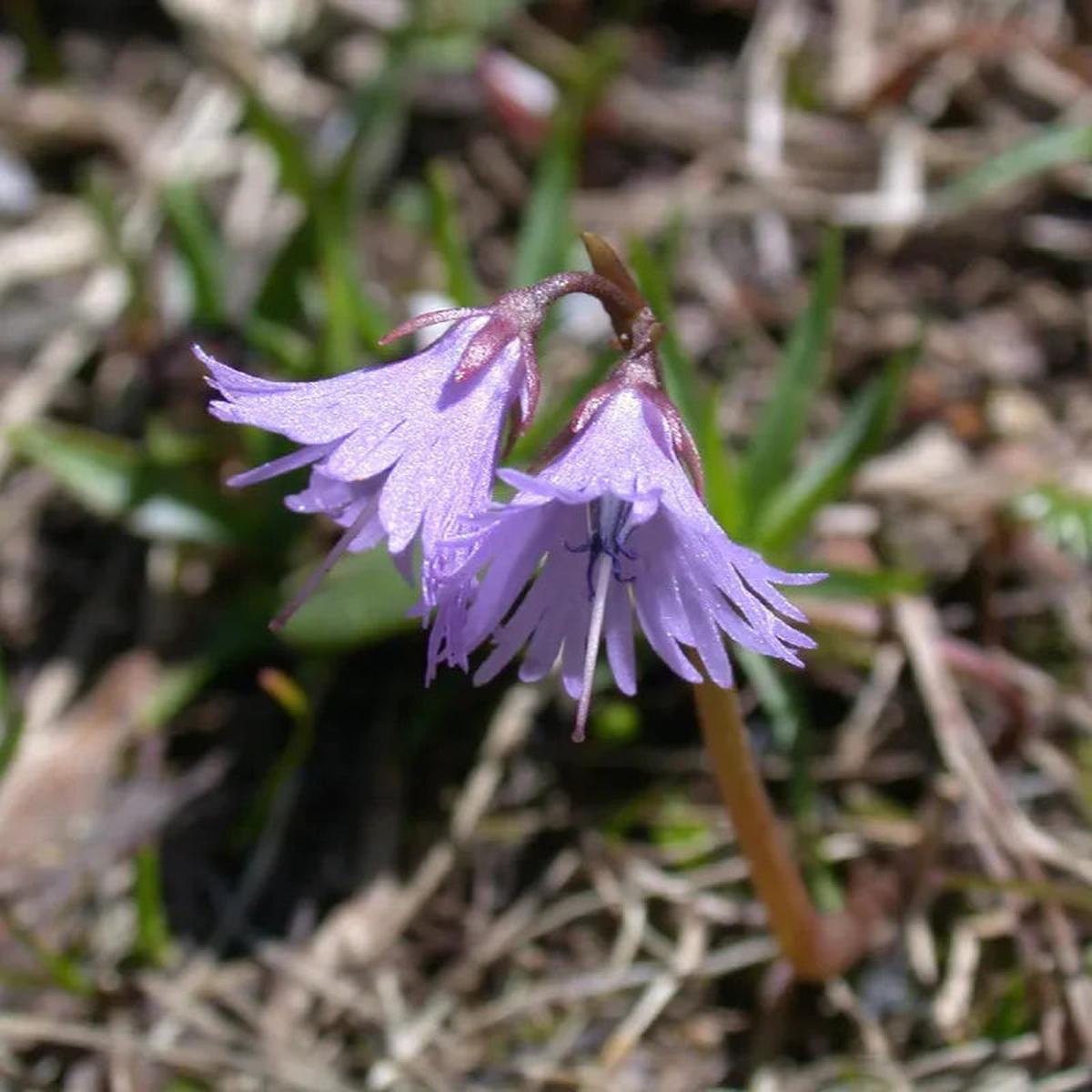 Violet Soldanella Alpina Seeds Flower seeds for Planting - Sun Loving, Heirloom & GMO Free Seeds for Home Garden