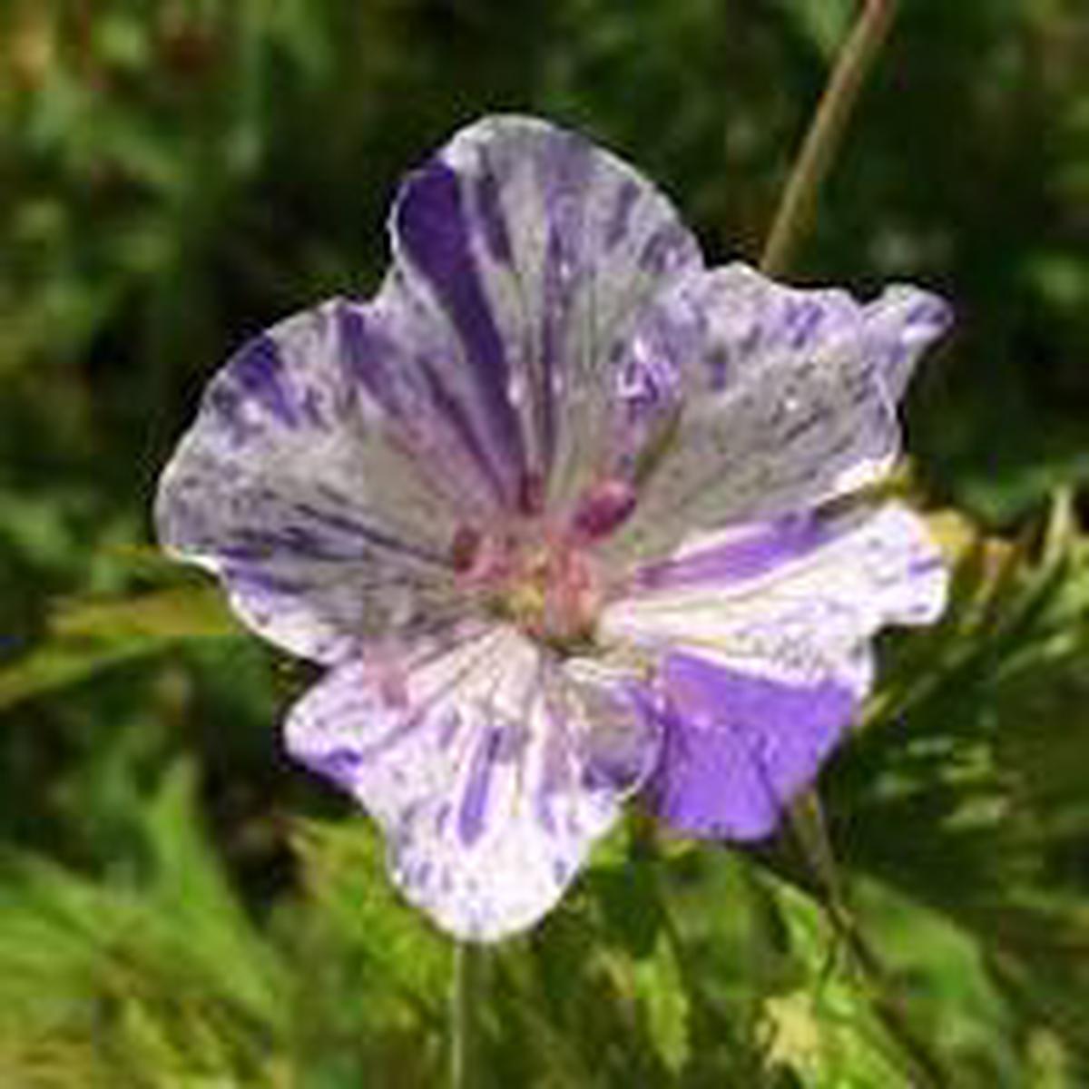 Violet & White Geraniums Flower Seeds for Planting Bright Blooms Heirloom, Non-GMO, High Germination Organic Garden Seeds