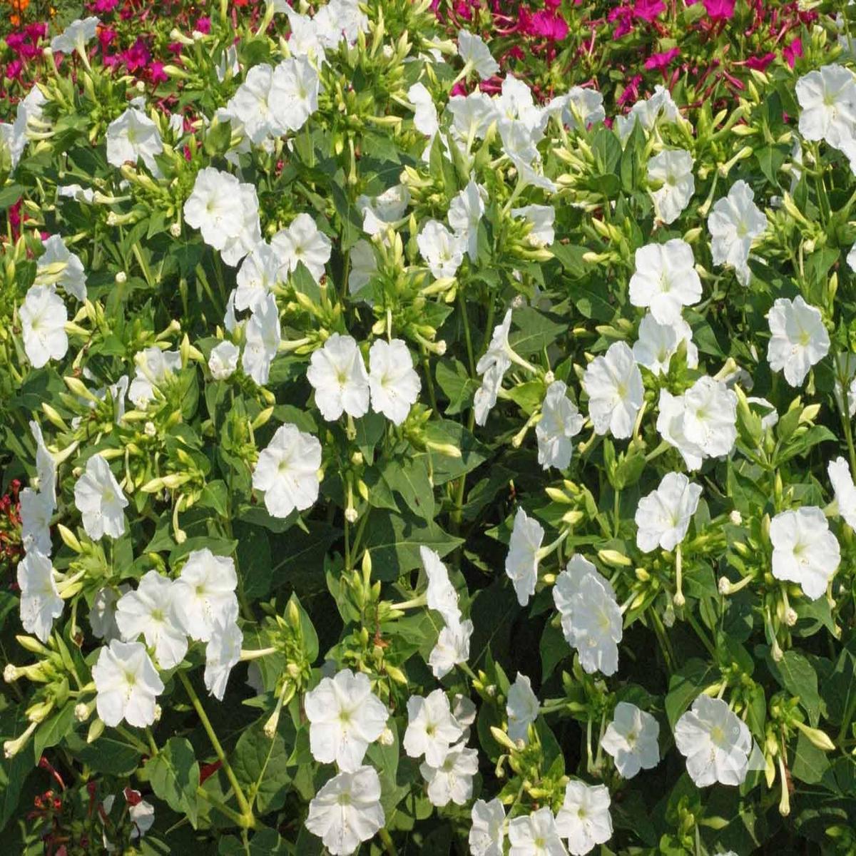 White Mirabilis Flower Seeds for Planting  Heirloom, Non-GMO, High Germination, Bright Blooms for Home Gardens