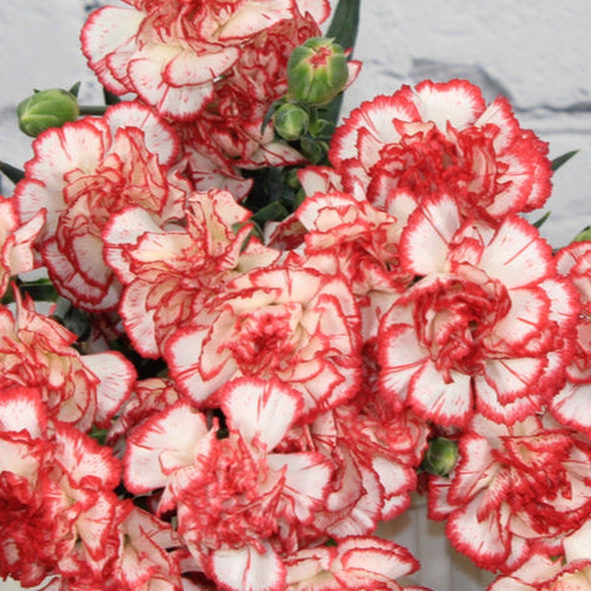 White Red Carnation Flower Seeds Heirloom, Non-GMO, Striking Blooms for Garden Planting