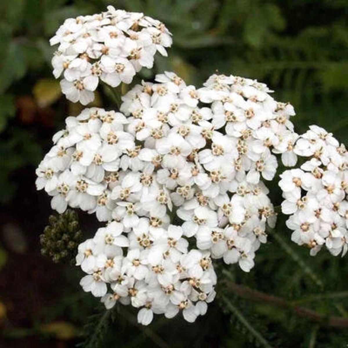White Yarrow Planting Non Gmo Store Heirloom Flower Seeds Home Garden Planting, Decorative
