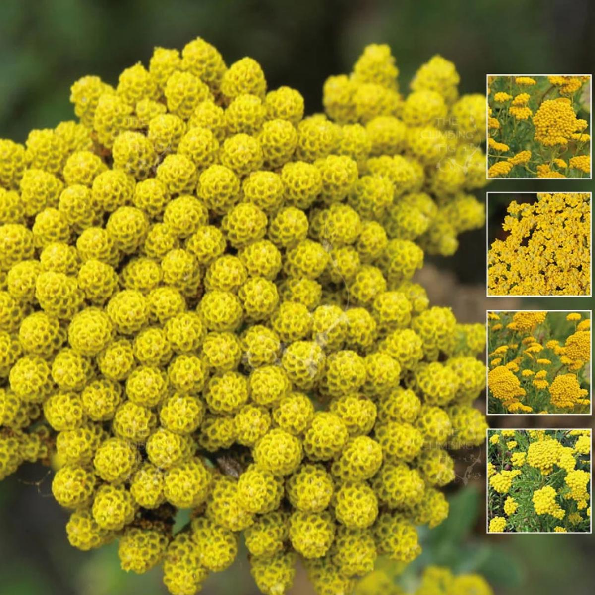 Yellow Ageratum Lonas Inodora Flower Seeds for Home Garden Planting, Colorful Organic Blooming