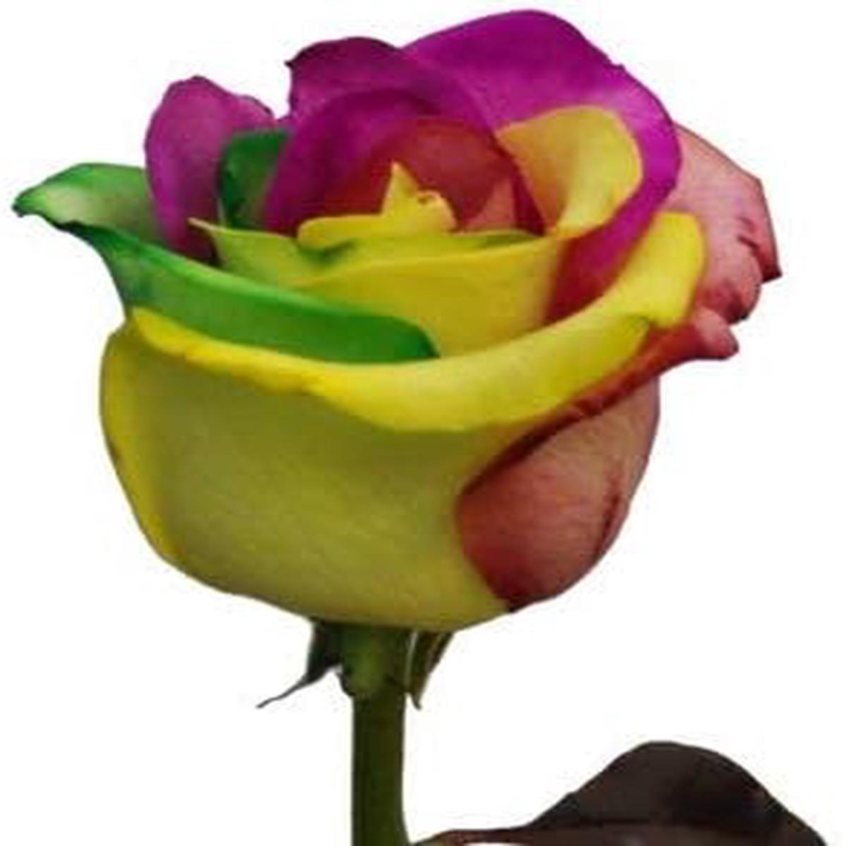 Yellow Mix Ruby Rose Flower Seeds for Planting  Heirloom, Non-GMO, High Germination Organic Garden Seeds