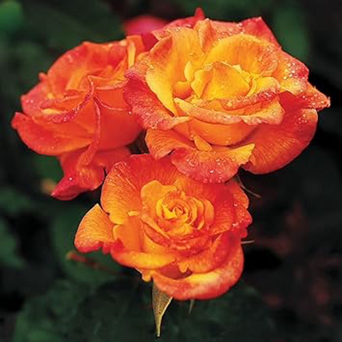 Yellow Orange Rose Flower Seeds for Planting Non-GMO Heirloom, High Germination Organic Garden Seeds
