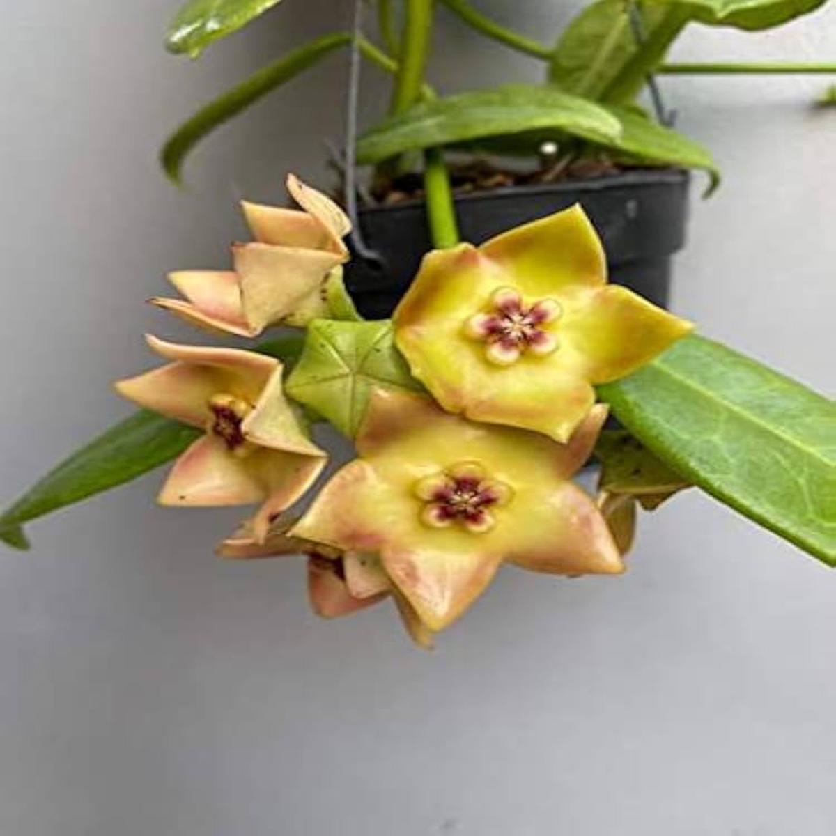 Yellow Red Hoya Carnosa Flower Seeds for Planting Easy to Grow, Heirloom Non-GMO High Germination Organic Garden Seeds