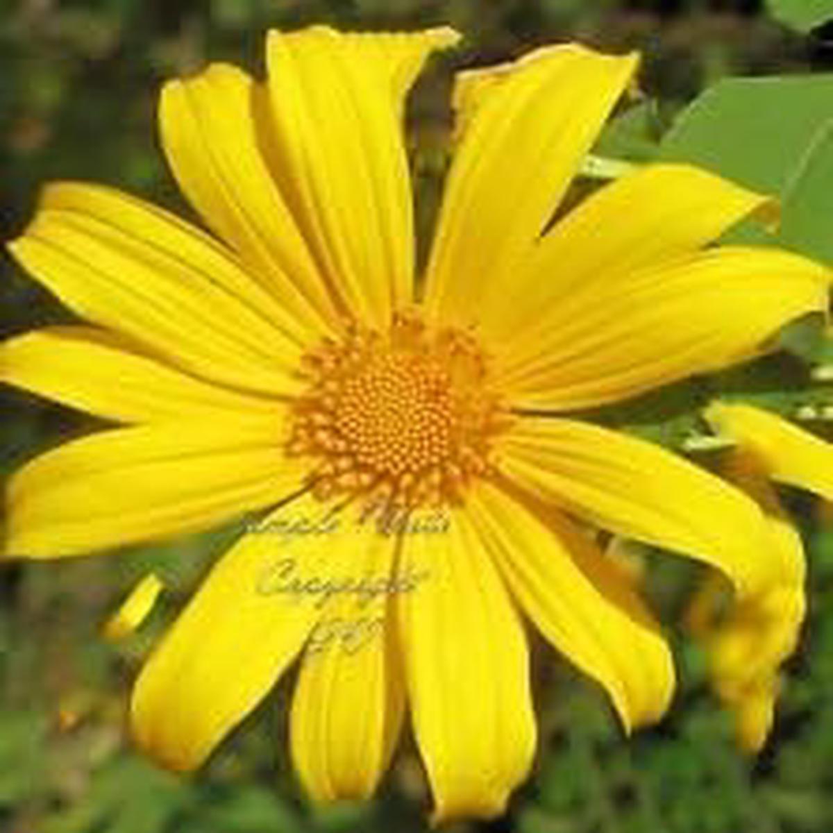 Yellow Rotundifolia Flower seeds for Planting - Cottage Garden Essential, Heirloom & GMO Free Seeds for Home Garden