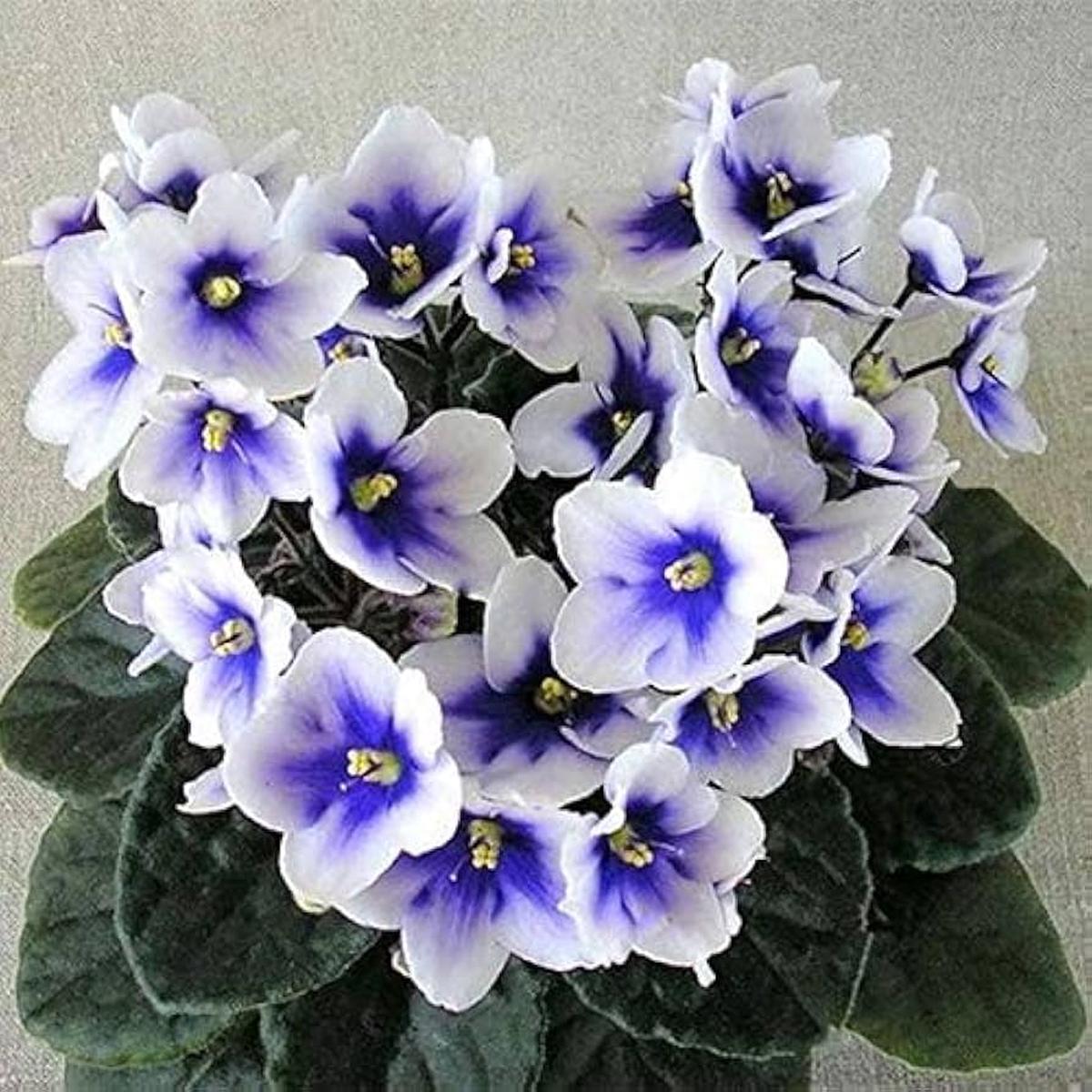 African Violet Flower Seeds for Planting Heirloom Non-GMO, High Germination Organic Garden Seeds