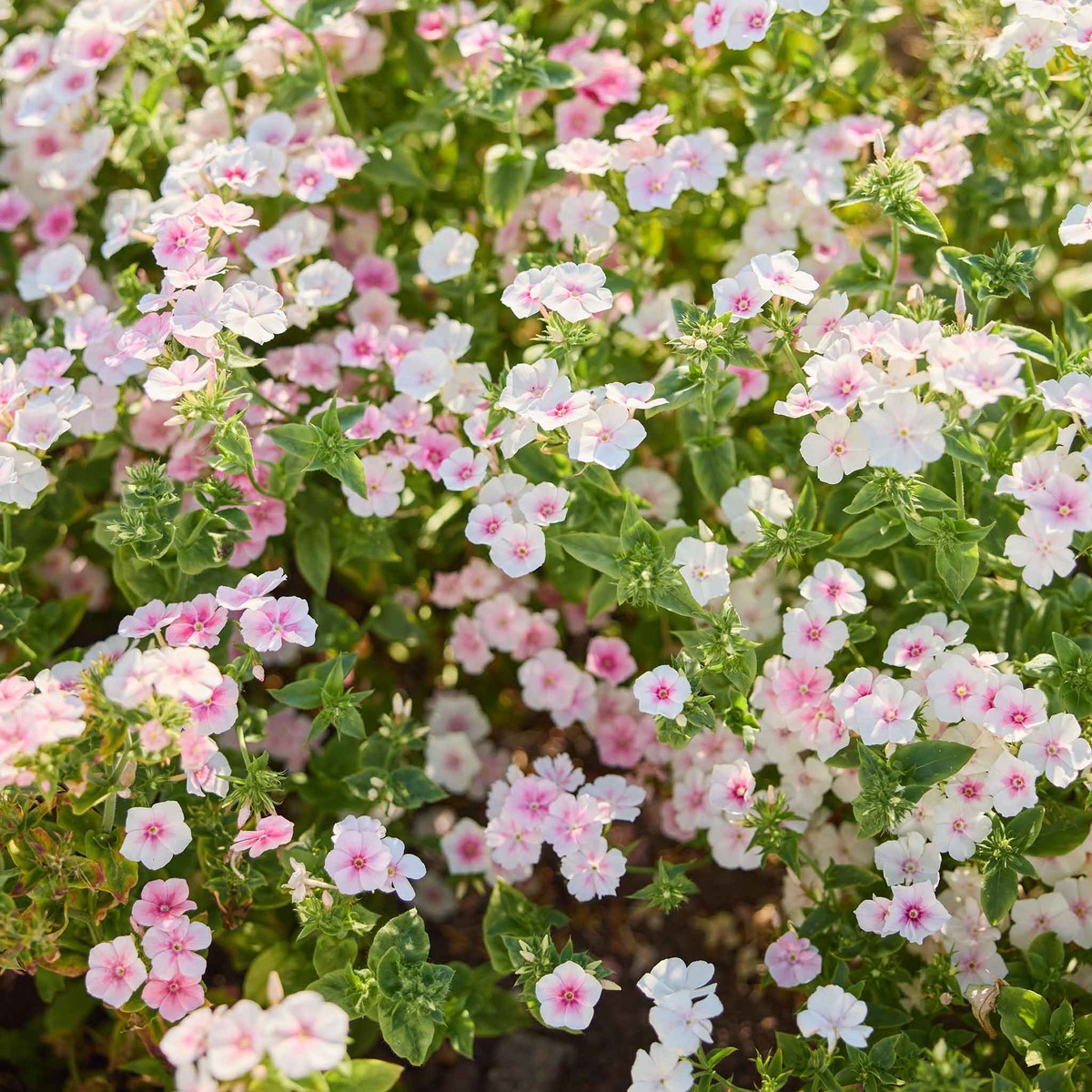 Annual Phlox Seeds - Blushing Bride