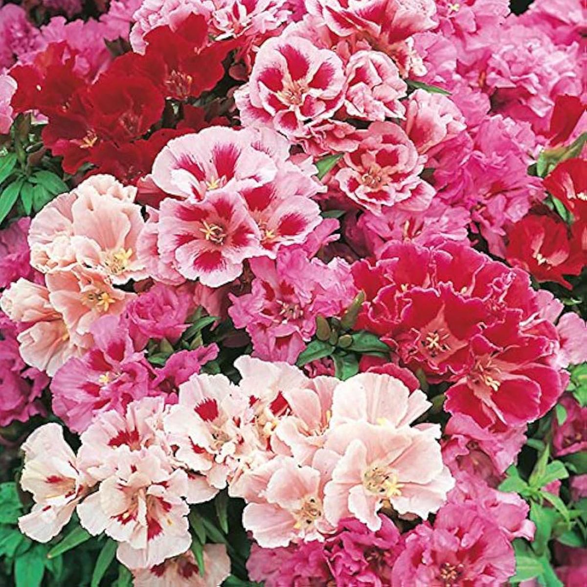 Azalea Rhododendron Spp Flower For Planting In Shaded Home Garden Areas Pots Flower Seeds for