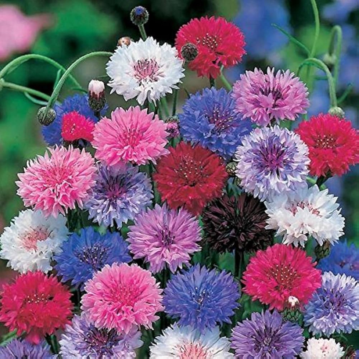 Bachelor Button Centaurea Cyanus Mixed Flower For Planting Ideal For Cut Flower Gardens