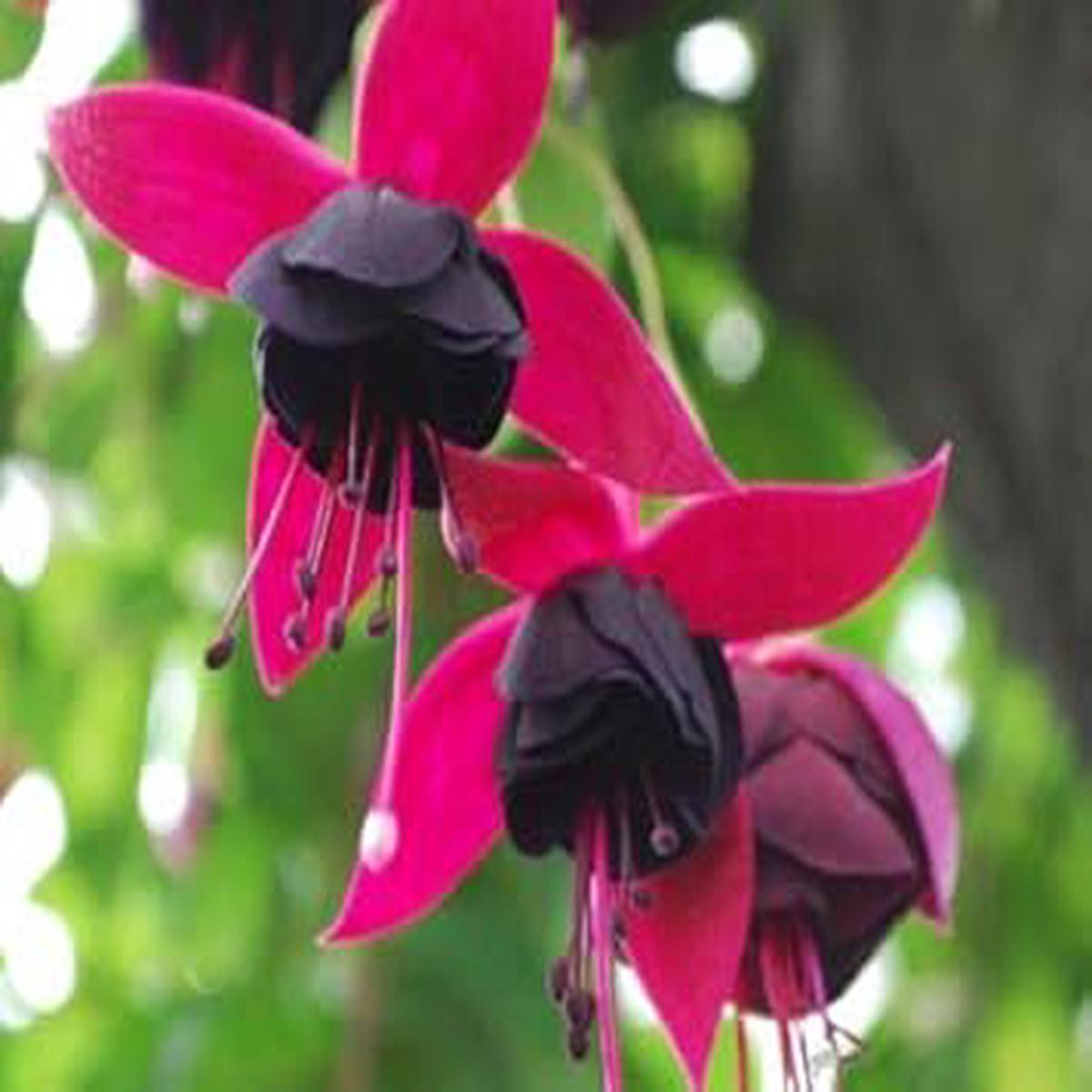 Black Pink Fuchsia Flower seeds for Planting - Garden Favorite, Heirloom & GMO Free Seeds for Home Garden