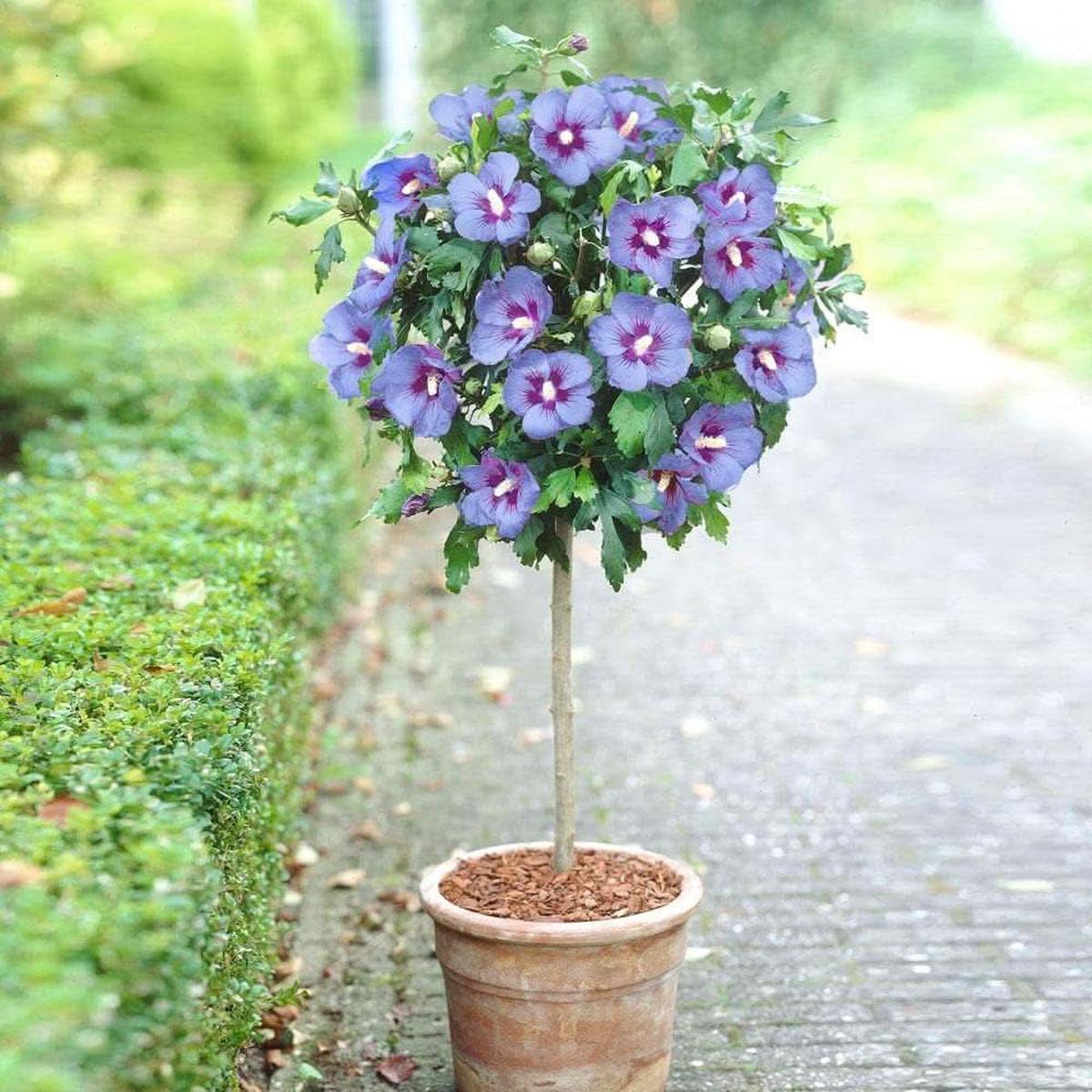 Blue Blue White Satin Hibiscus Flower Hibiscus Syriacus For Rare And Garden Planting Flower Seeds