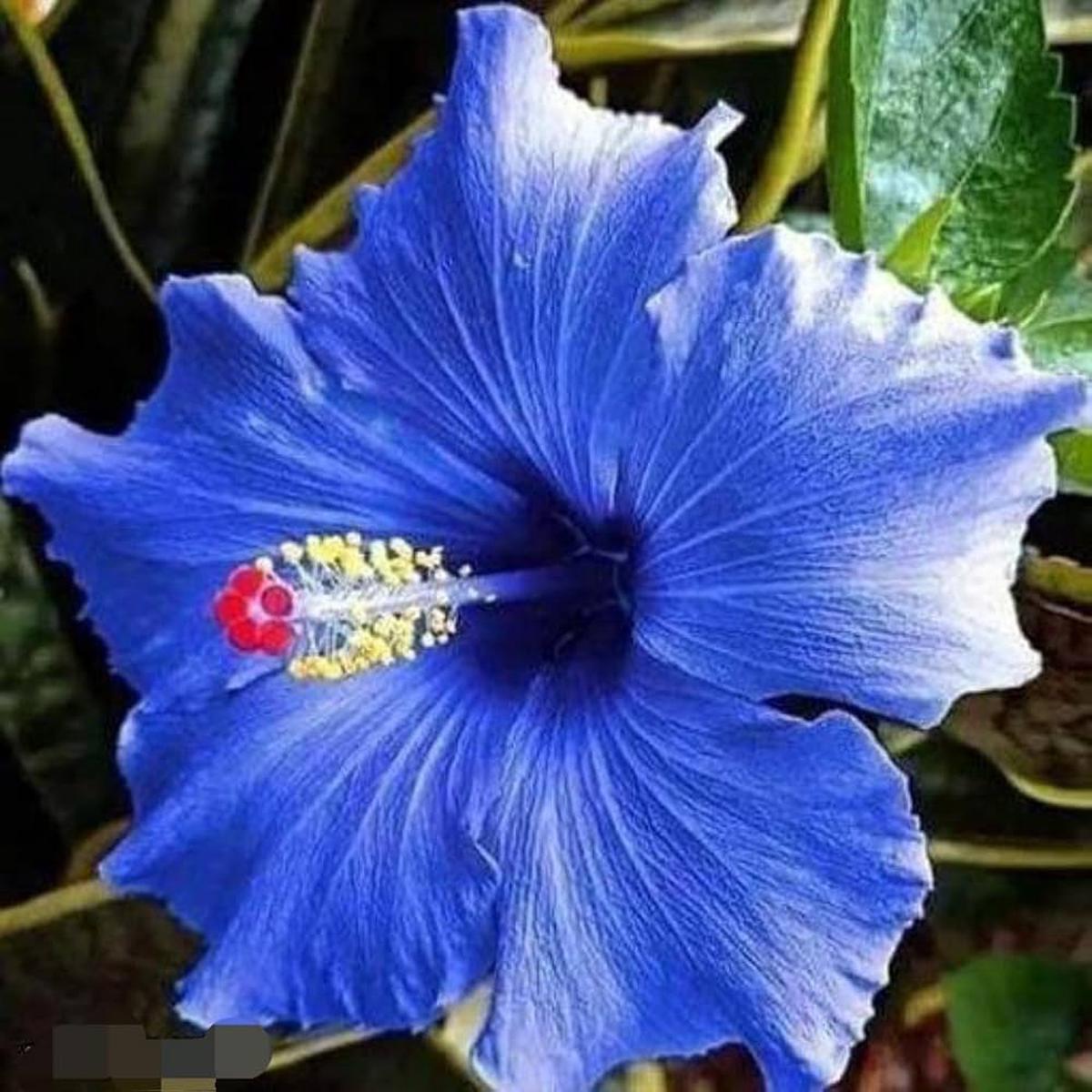 Blue Hibiscus Flower seeds for Planting Bright Blossoms, Heirloom, Non-GMO, High Germination Seeds