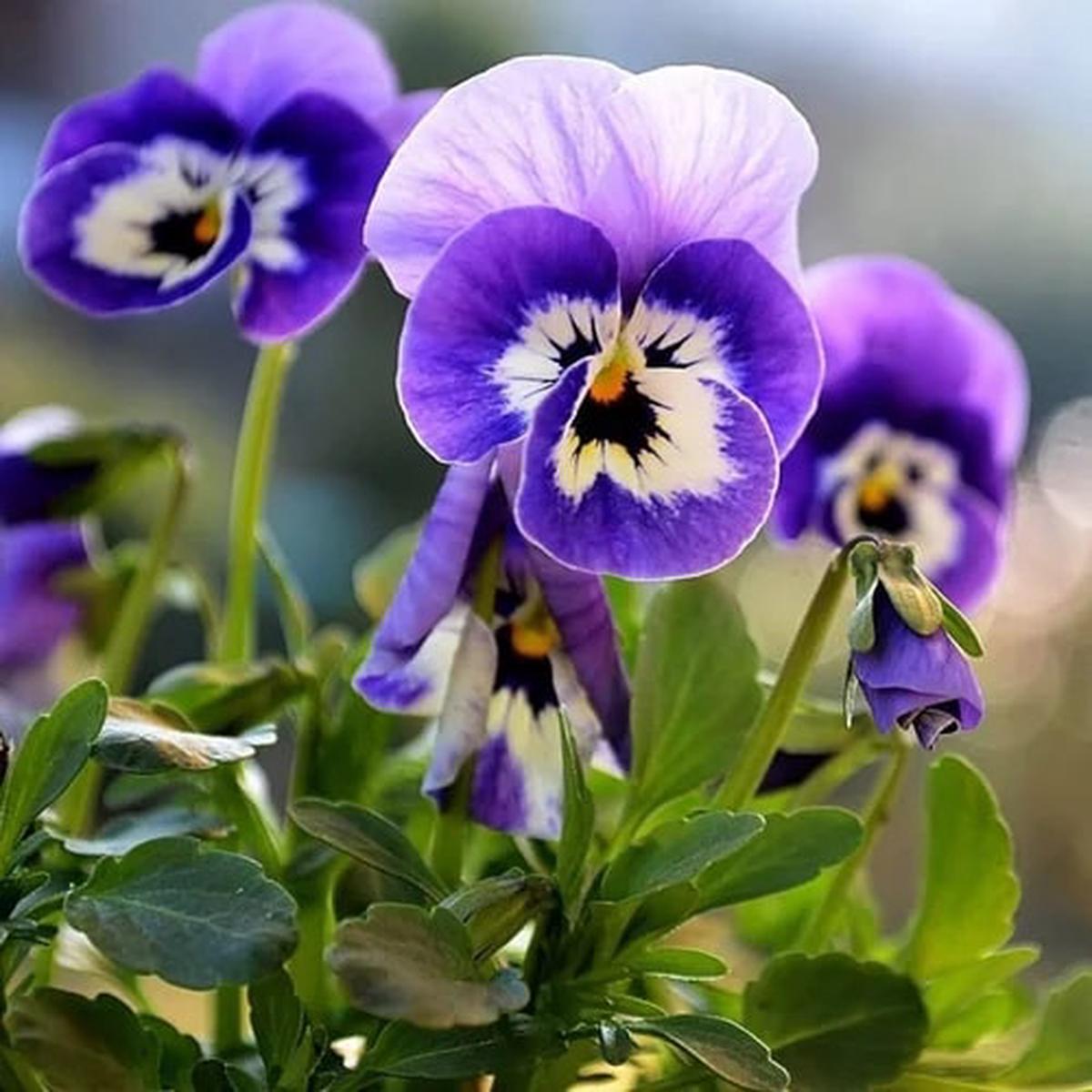 Blue Purple Pansy Flower Seeds for Planting  Heirloom, Non-GMO, High Germination Organic Garden Seeds