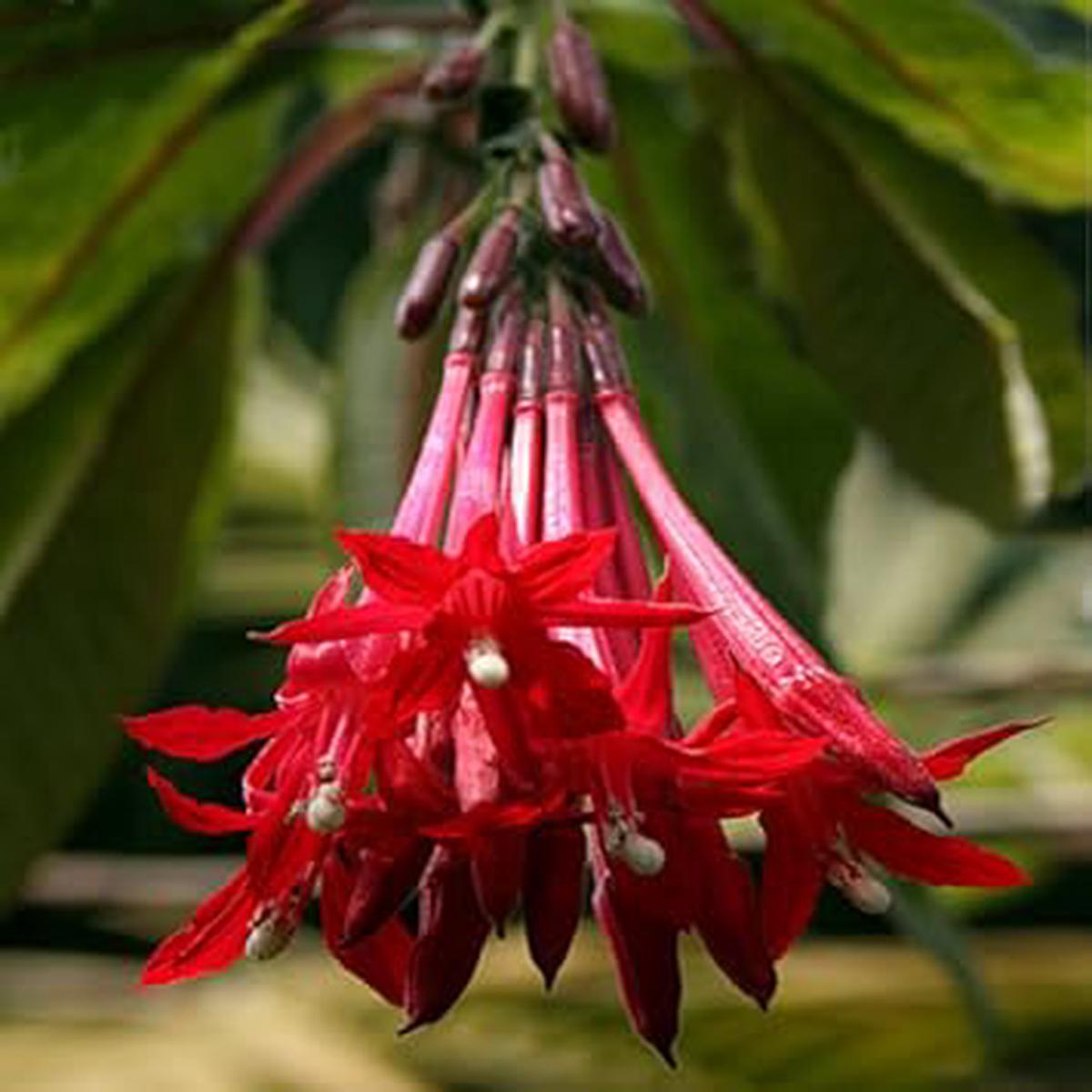 Bolivian Fuchsia Flower Seeds for Planting | Heirloom Non-GMO High Germination Organic Garden Seeds