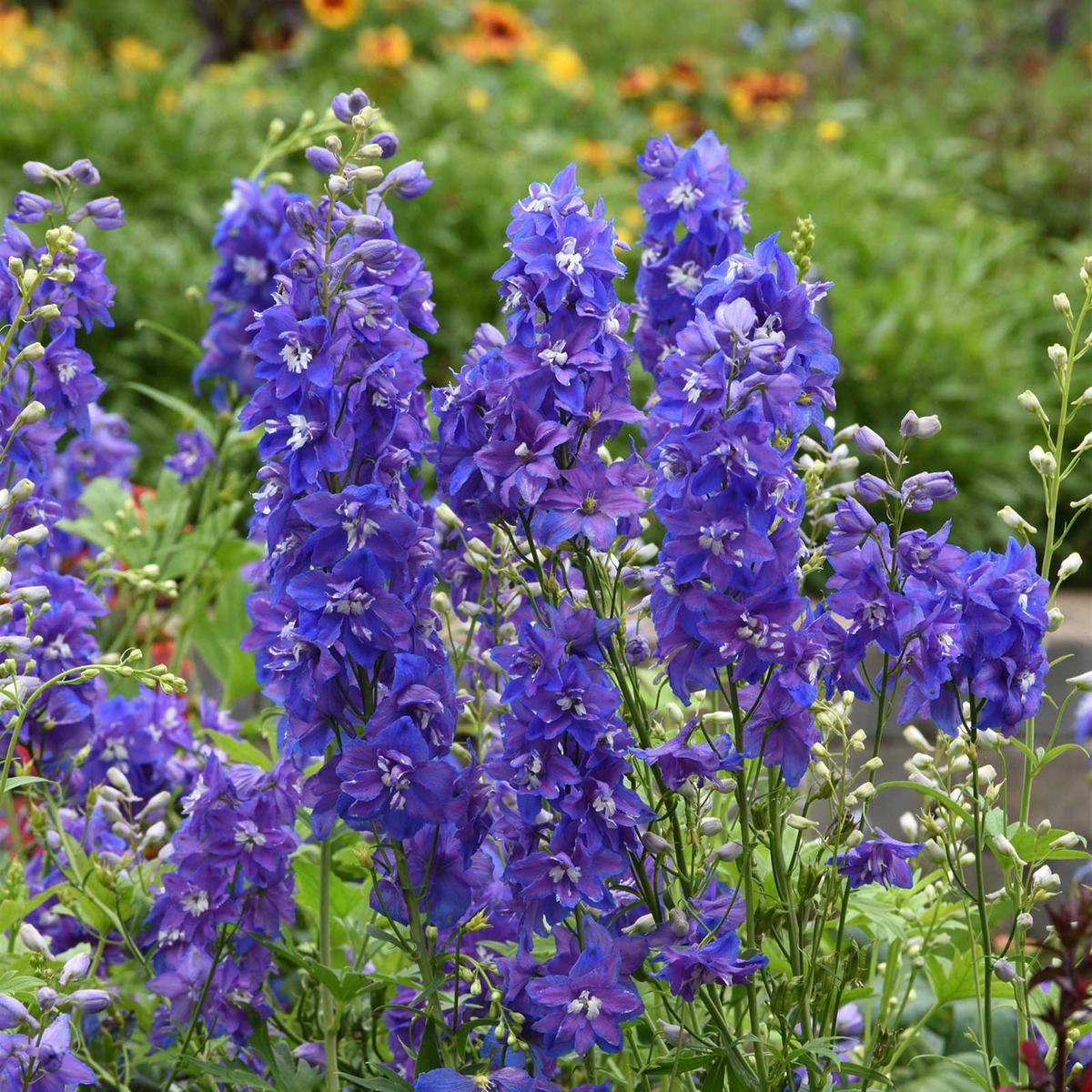Bulk Delphinium Seeds - Dasante Blue