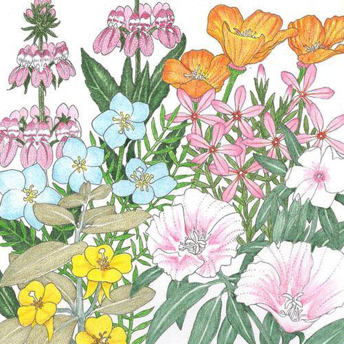 California Coastal Range Wildflower Mix (14 lb)