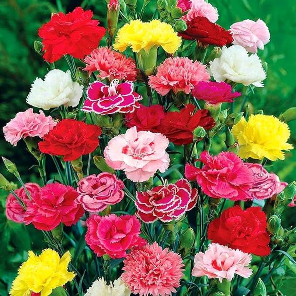 Carnation Multicolor Carnation Flower Seeds