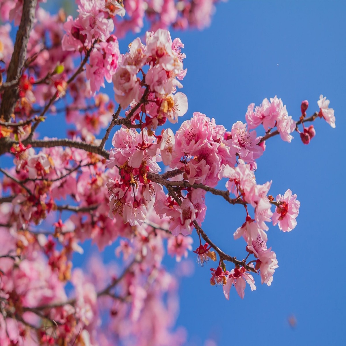 Cherry Blossom Prunus Serrulata Japanese Sakura Flower For Planting Ideal For Home Garden