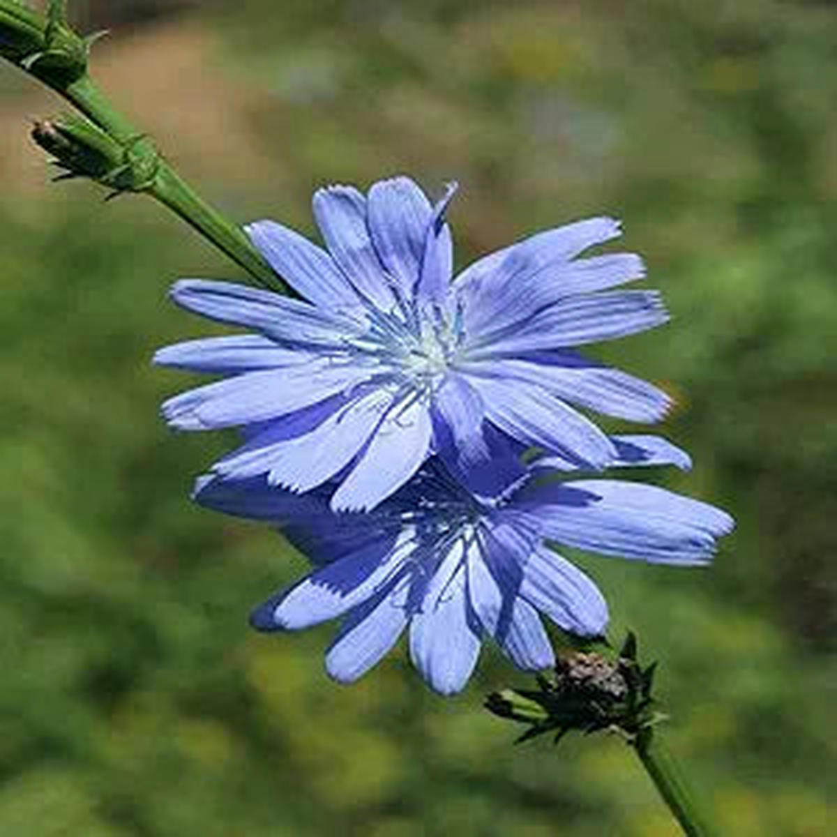 Chicory Flower Cichorium intybus Seeds for Planting in Herb Garden & Flower Bed