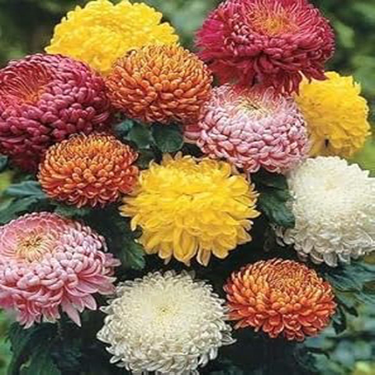 Chrysanthemum Flower Seeds for Garden Planting Non-GMO Heirloom Organic Garden Seeds, High Germination