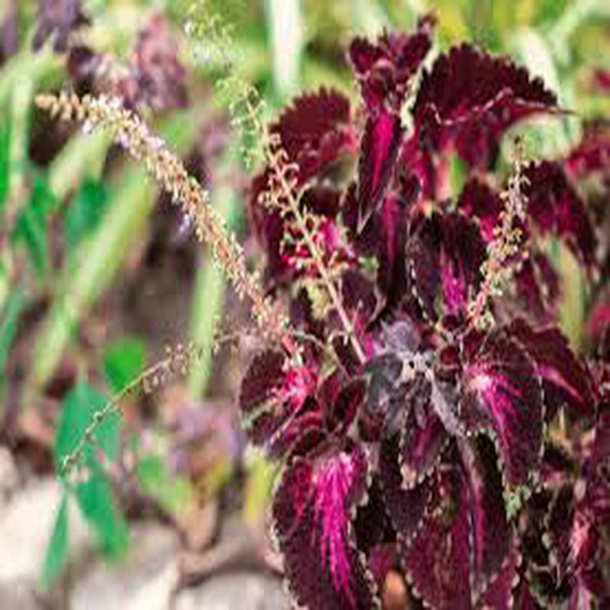 Coleus Flower Seeds for Planting  Drought Tolerant, Heirloom & Non-GMO Organic Garden Seeds