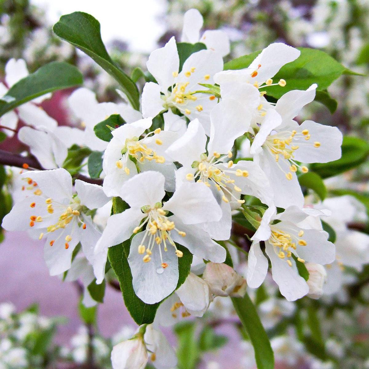 Crabapple White Flower Seeds for Planting  Organic, Heirloom, Non-GMO, High Germination Garden Seeds