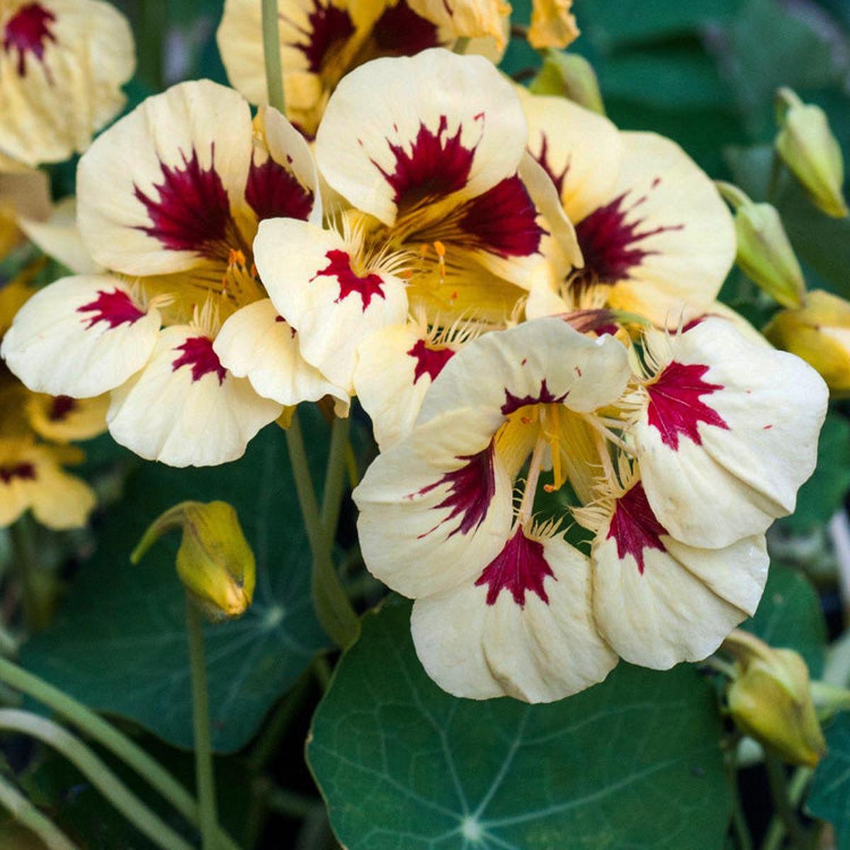 Cream Ladybird Flower seeds for Planting - Wildflower Mix, Heirloom & GMO Free Seeds for Home Garden