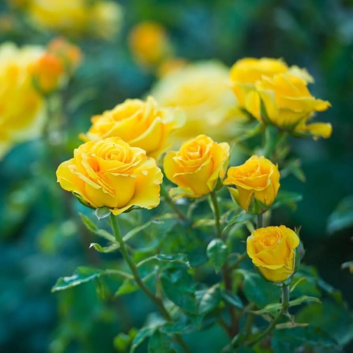 Deep Yellow Rose Flower seeds for Planting - Cut Flower Favorite, Heirloom & GMO Free Seeds for Home Garden, 100pcs