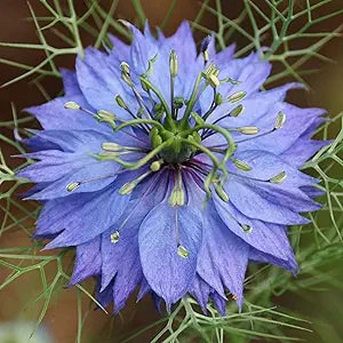 Delft Nigella Flower Seeds for Unique Blue Flowers