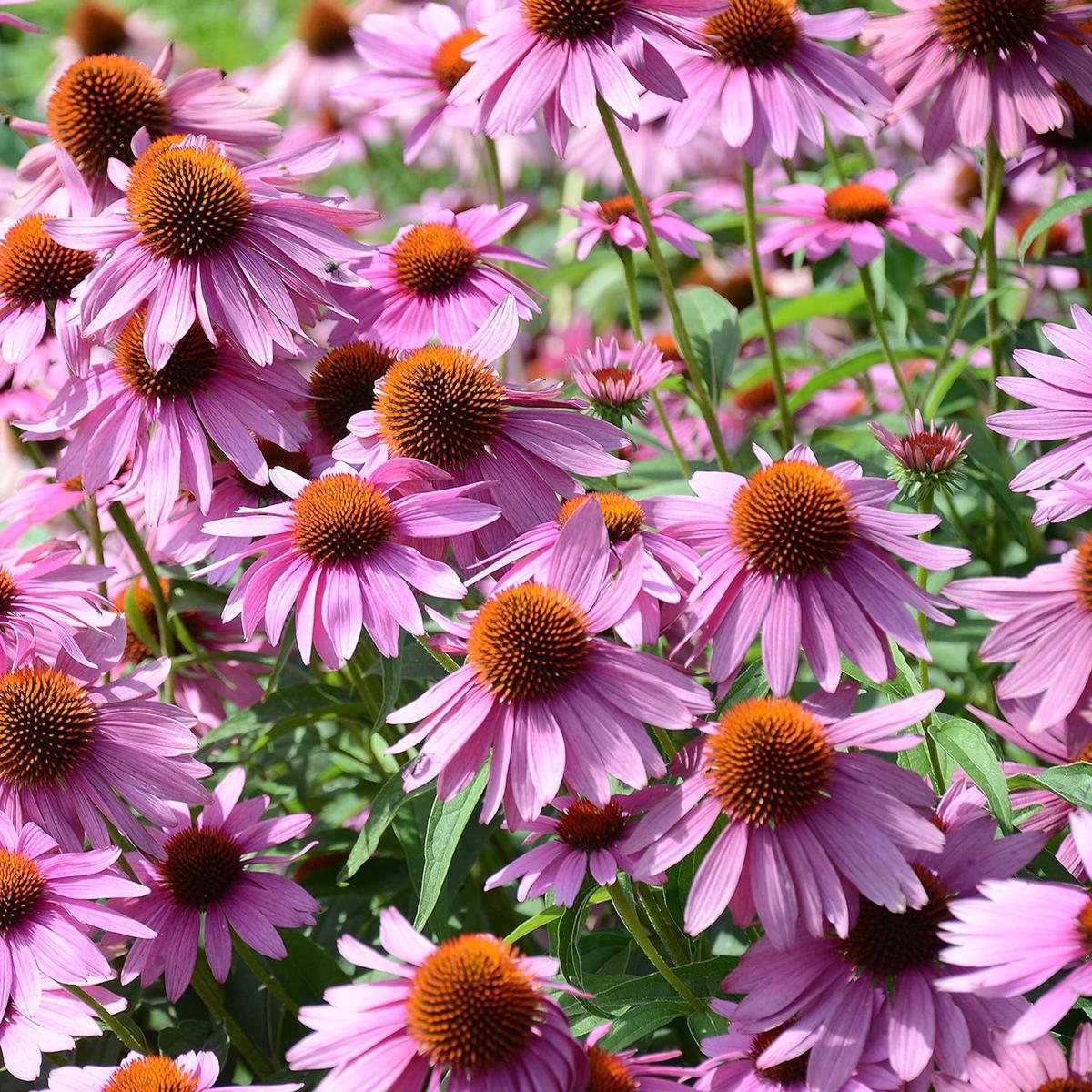 Echinacea Flower seeds for Planting - Garden Favorite, Heirloom & GMO Free Seeds for Home GardenNon-GMO High Germination