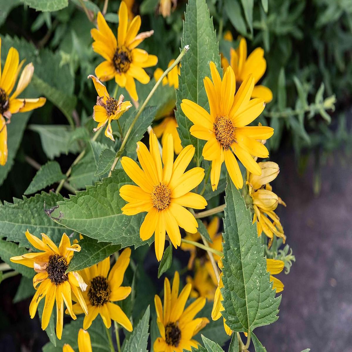 False Sunflower Seeds for Planting Heirloom, Non-GMO, High Germination Organic Garden Seeds