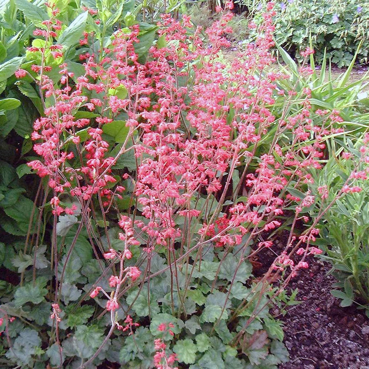Firefly Coral Bells Flower Seeds Home Garden Planting, Ornamental Organic Blooming Collection