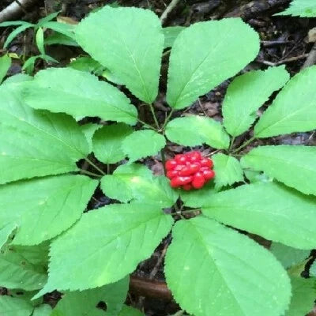 Fresh Fully Stratified American Ginseng Seeds for Planting Panax Quinquefolius Sang Seeds for Planting  Heirloom, Non-GMO