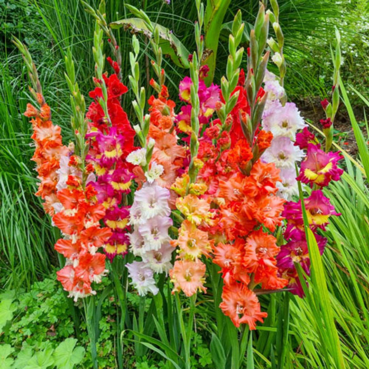 Gladiolus Flower Seeds for Planting Heirloom, Non-GMO, Easy to Grow, Summer Blooming, Perennial