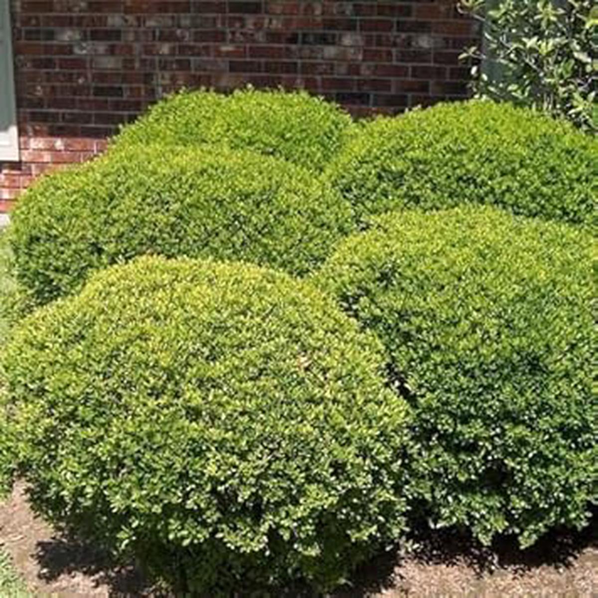Green Holly Bush Flower Seeds for Planting  Heirloom, Non-GMO, High Germination Organic Garden Seeds